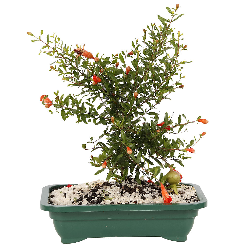 BONSAI FRUTAS DIVERSAS
