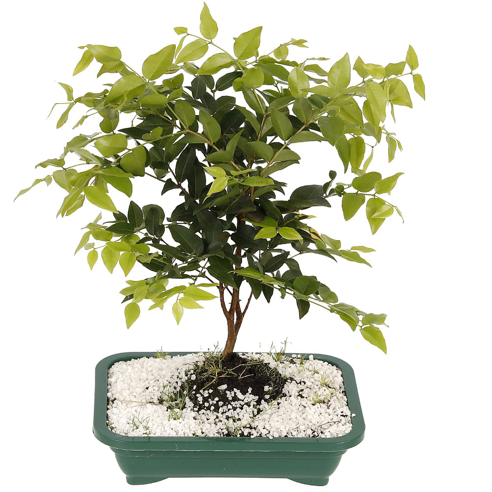 BONSAI FRUTAS DIVERSAS - Imagem 2