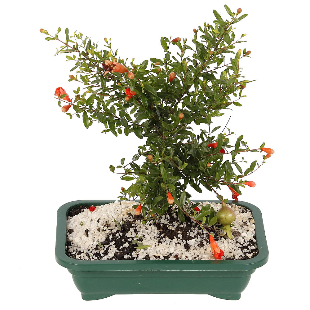 BONSAI FRUTAS DIVERSAS - Imagem 3