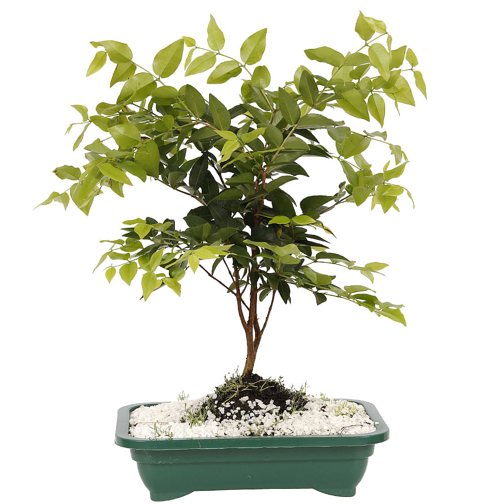 BONSAI FRUTAS DIVERSAS - Imagem 4