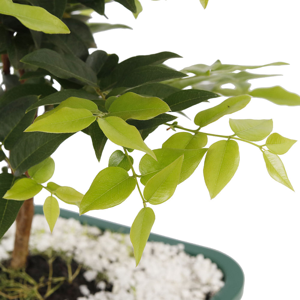 BONSAI FRUTAS DIVERSAS - Imagem 5