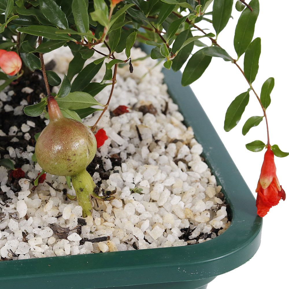 BONSAI FRUTAS DIVERSAS - Imagem 6