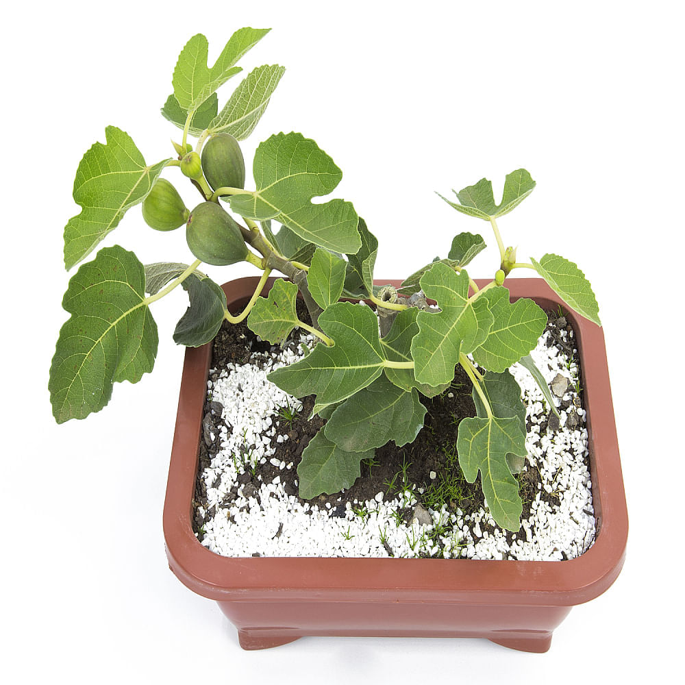 BONSAI FRUTAS DIVERSAS - Imagem 7