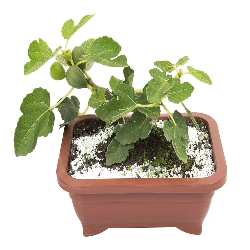BONSAI FRUTAS DIVERSAS - Imagem 8
