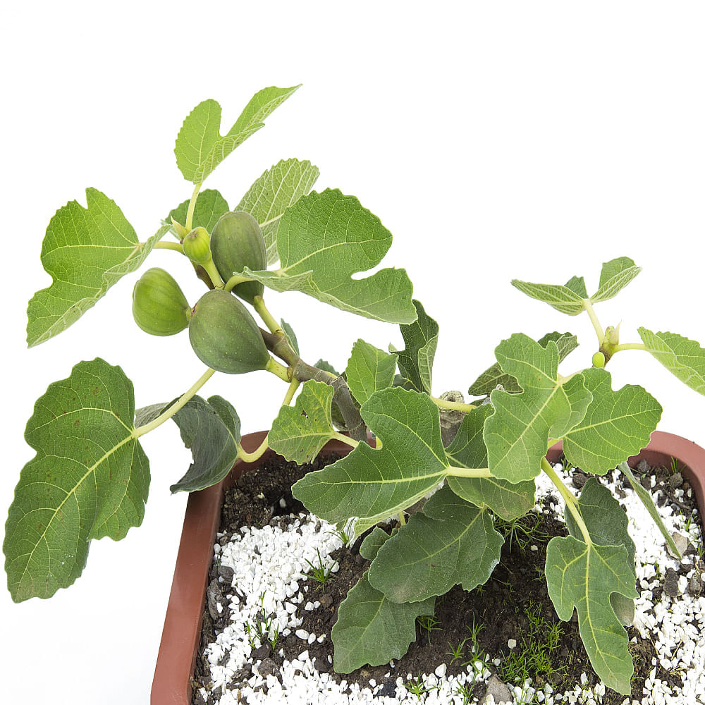 BONSAI FRUTAS DIVERSAS - Imagem 9