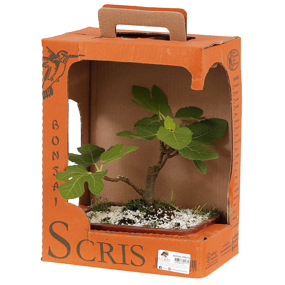 BONSAI FRUTAS DIVERSAS - Imagem 10