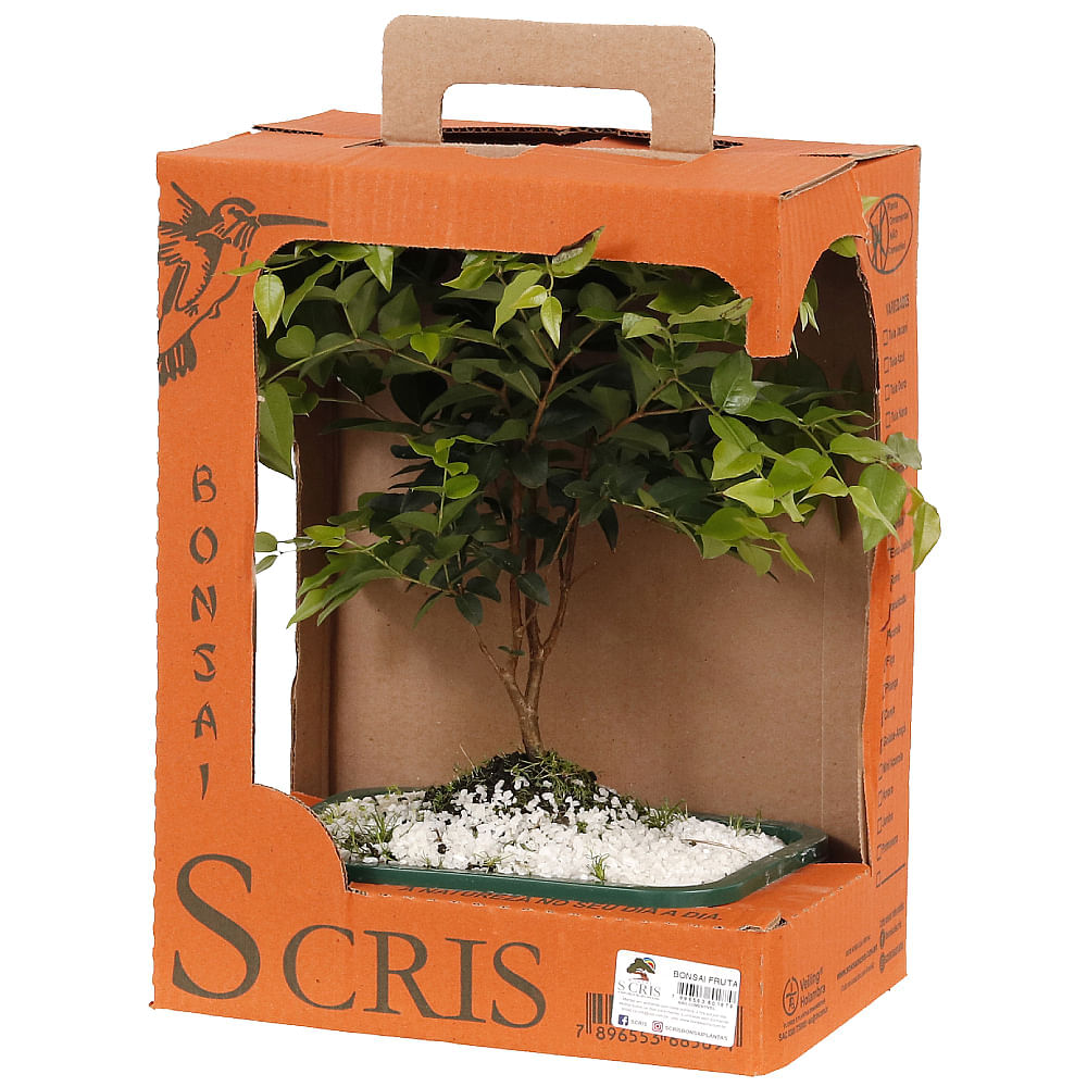 BONSAI FRUTAS DIVERSAS - Imagem 11